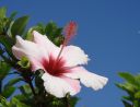 Мадейра - островът на цветята